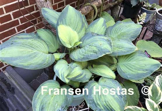 Hosta Ambrosia